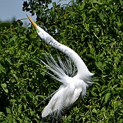 Great Egrett, Smith Oaks Sanctuary, High Island, Texas